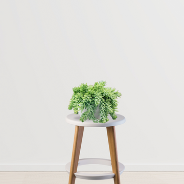 Donkey Tail (Sedum Morganianum)